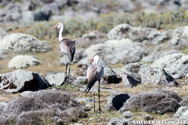 Wattled Crane ホオカザリヅル５