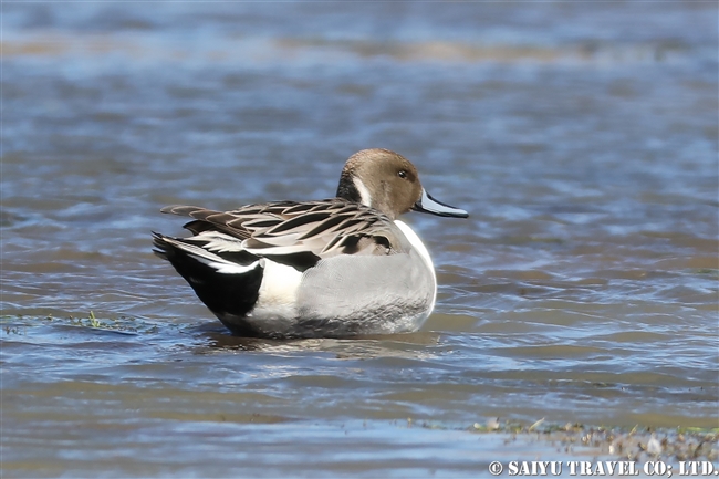 Hottentot Teal　アフリカコガモ