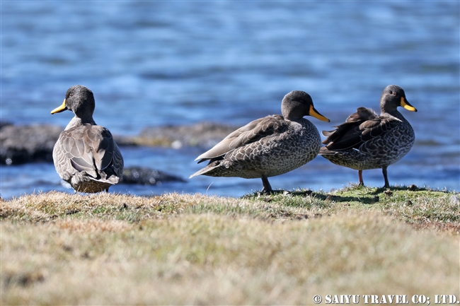 Yellow-billed Duck キバシガモ バレマウンテン国立公園　サネッティ高原 (2)