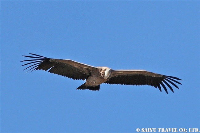 White-backed Vulture コシジロハゲワシ バレマウンテン国立公園
