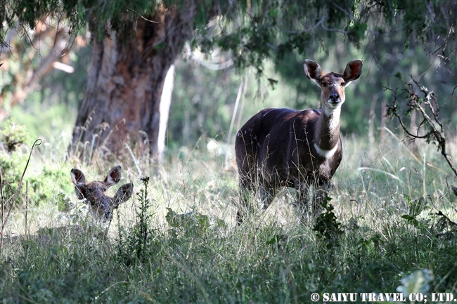 マウンテンニアラ　Mountain nyala (1)