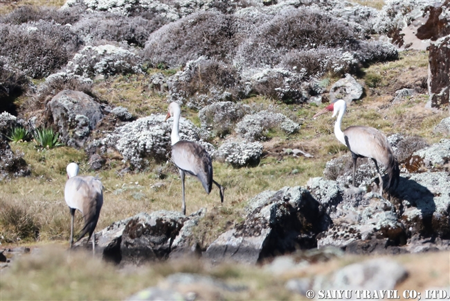 Wattled Crane ホオカザリヅル４