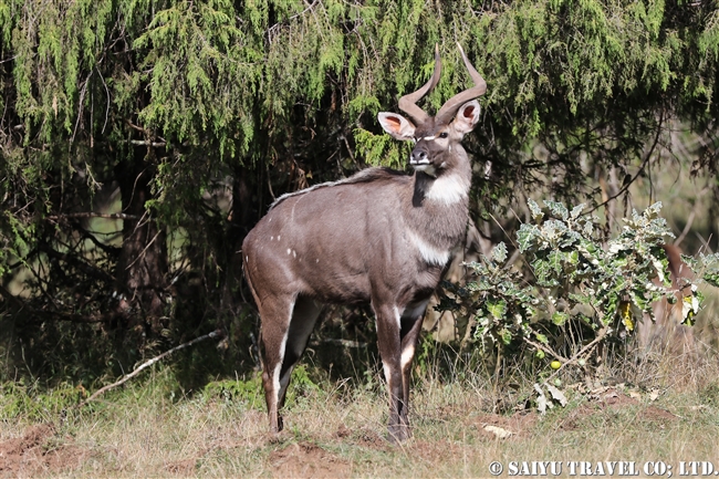 マウンテンニアラ　Mountain nyala (10)