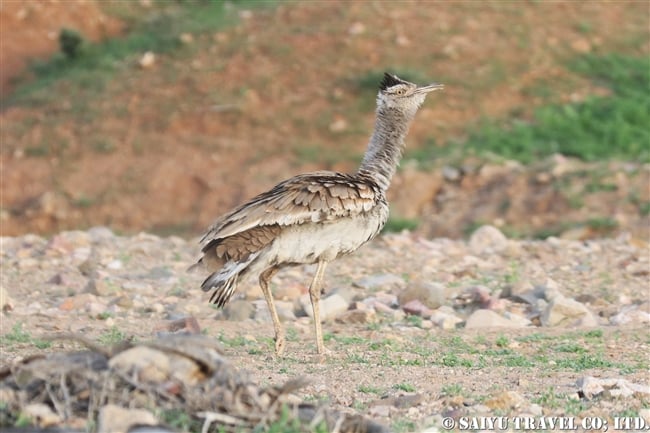 アラビアオオノガン　セアカアフリカオオノガン　Arabian Bustard (7)