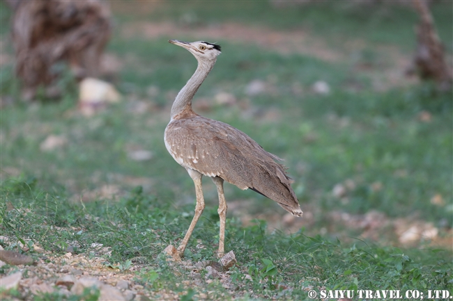 アラビアオオノガン　セアカアフリカオオノガン　Arabian Bustard (5)