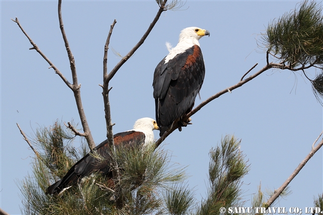 サンショクウミワシ African Fish Eagle ズワイ湖　エチオピア (10)