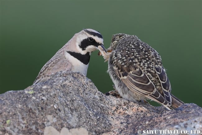 Horned Lark　ハマヒバリ　デオサイ高原 (2)