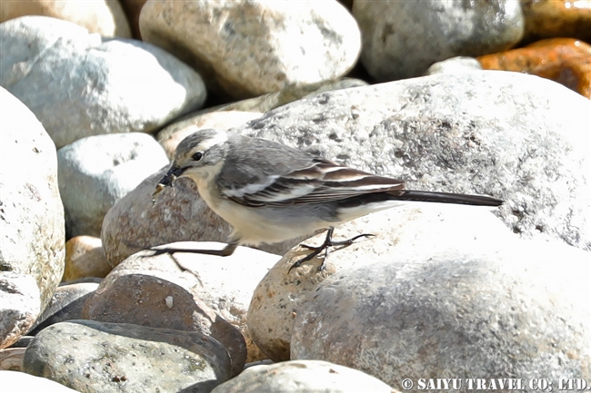 キガシラセキレイ Citrine Wagtail デオサイ高原 (5)