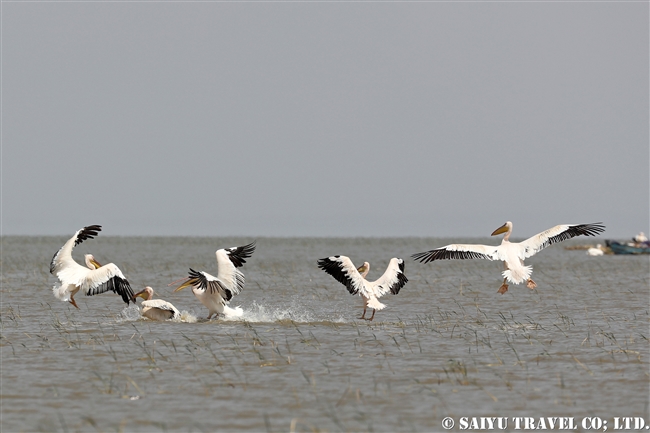 モモイロペリカン Great White Pelican ズワイ湖　エチオピア (7)