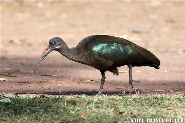 アワッサ湖（エチオピア）バードウォッチング ハダダトキ Hadada Ibis