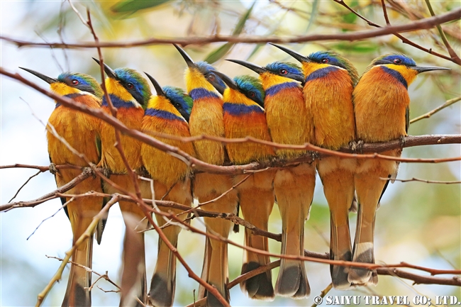 ルリムネハチクイ　Blue-breasted Bee-eater エリトリア (3)