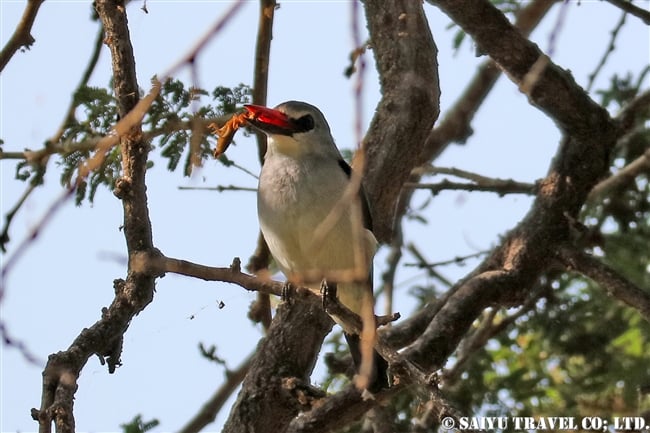 アワッサ湖（エチオピア）バードウォッチング (18) セネガルショウビン　Woodland Kingfisher