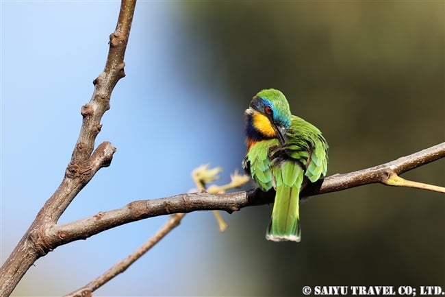 ルリムネハチクイ　Blue-breasted Bee-eater エリトリア (1)