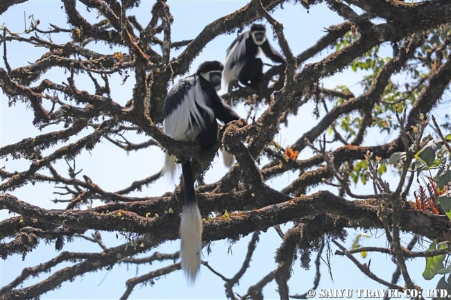 バレマウンテン国立公園　ハレナの森 (8)　アビシニアコロブス