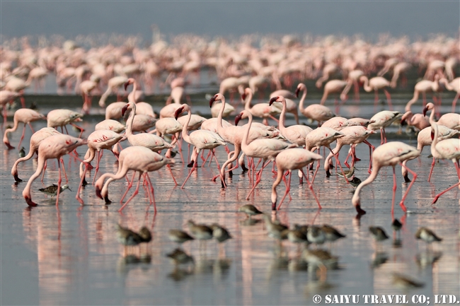 Lesser Flamingo コフラミンゴ　Greater Flamingo オオフラミンゴ　アビアッタ・シャラ湖国立公園エチオピア (19)