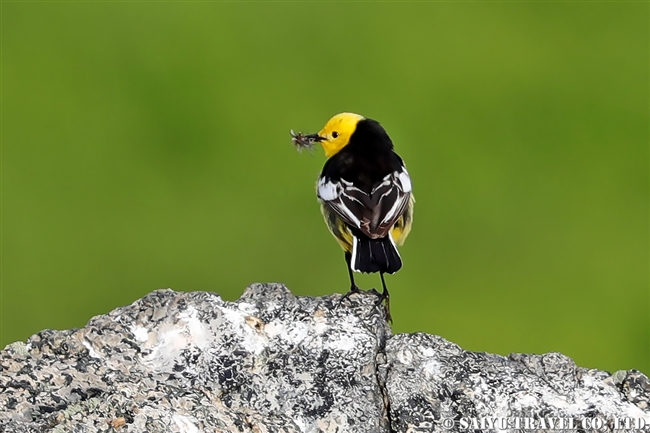 キガシラセキレイ Citrine Wagtail デオサイ高原 (3)