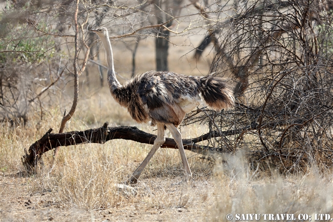 Common Ostrich ダチョウ　アビアッタ・シャラ湖国立公園エチオピア (6)