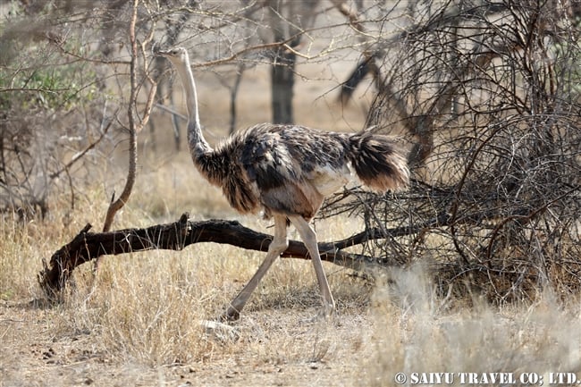 Common Ostrich ダチョウ　アビアッタ・シャラ湖国立公園エチオピア (6)