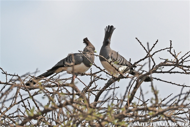 White-bellied Go-away-bird シロハラハイイロエボシドリ　アビアッタ・シャラ湖国立公園エチオピア (4)