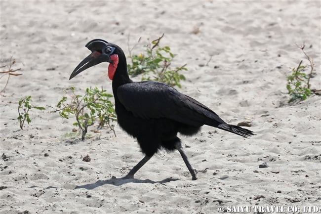 ジサイチョウ Abyssinian Ground-hornbill (1)