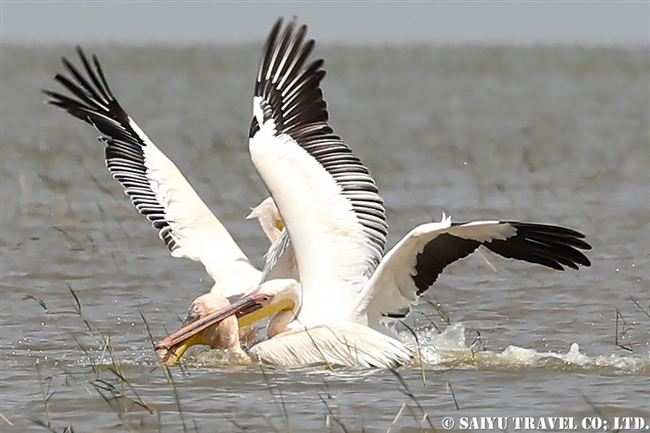 モモイロペリカン Great White Pelican ズワイ湖　エチオピア (8)