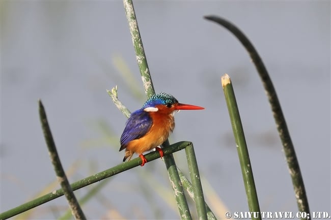 アワッサ湖（エチオピア）バードウォッチング (1)　カンムリカワセミ Malachite Kingfisher