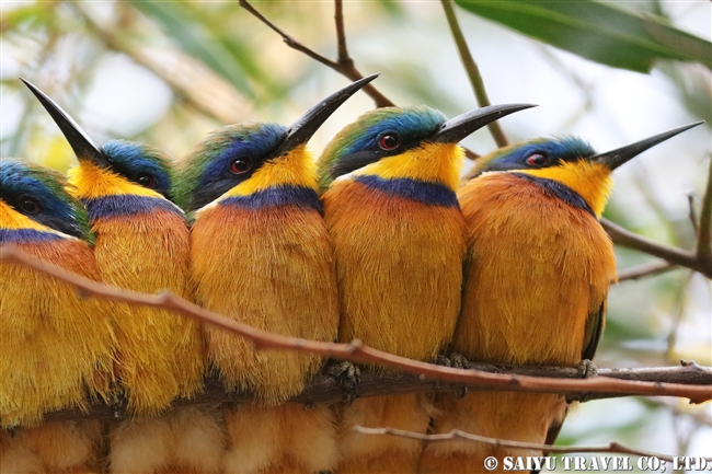 ルリムネハチクイ　Blue-breasted Bee-eater エリトリア (8)