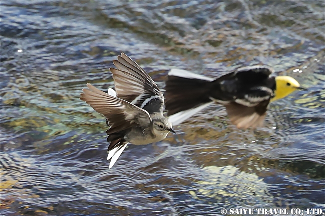 キガシラセキレイ Citrine Wagtail デオサイ高原 (8)