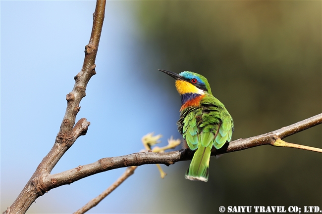 ルリムネハチクイ　Blue-breasted Bee-eater エリトリア (2)