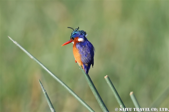 アワッサ湖（エチオピア）バードウォッチング (9)カンムリカワセミ Malachite Kingfisher