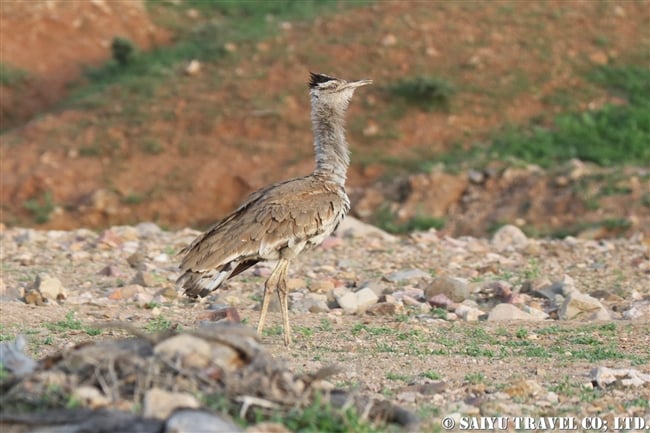 アラビアオオノガン　セアカアフリカオオノガン　Arabian Bustard (6)