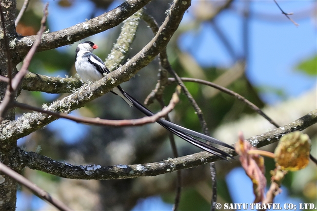 バレマウンテン国立公園　ハレナの森 (9)　テンニンチョウ