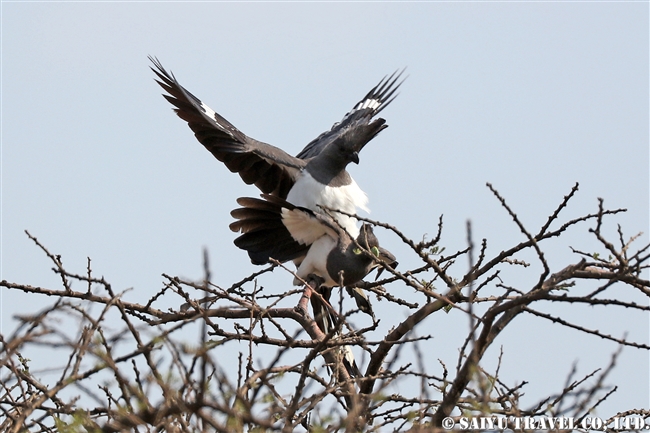 White-bellied Go-away-bird シロハラハイイロエボシドリ　アビアッタ・シャラ湖国立公園エチオピア (3)