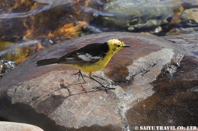 キガシラセキレイ Citrine Wagtail デオサイ高原 (9)