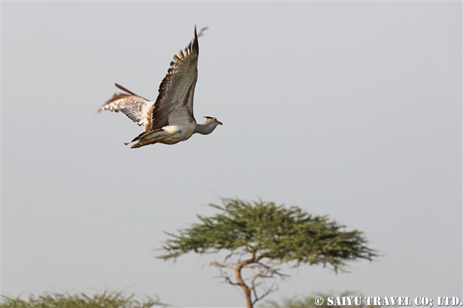 アラビアオオノガン　セアカアフリカオオノガン　Arabian Bustard (4)