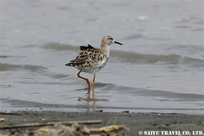 エリマシギ Ruff ズワイ湖　エチオピア (4)