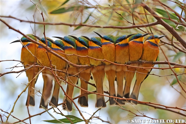 ルリムネハチクイ　Blue-breasted Bee-eater エリトリア (7)