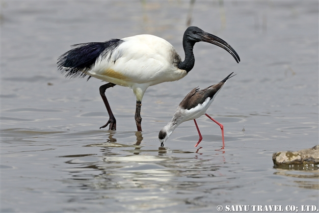 アフリカクロトキ　Sacred Ibis セイタカシギ Black-winged Stilt ズワイ湖　エチオピア (5)