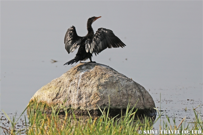 アワッサ湖（エチオピア）バードウォッチング アフリカコビトウ Long-tailed Cormorant