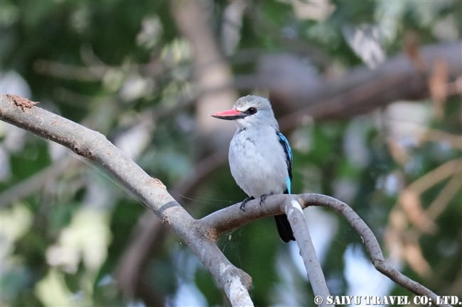 アワッサ湖（エチオピア）バードウォッチング 　セネガルショウビン　Woodland Kingfisher