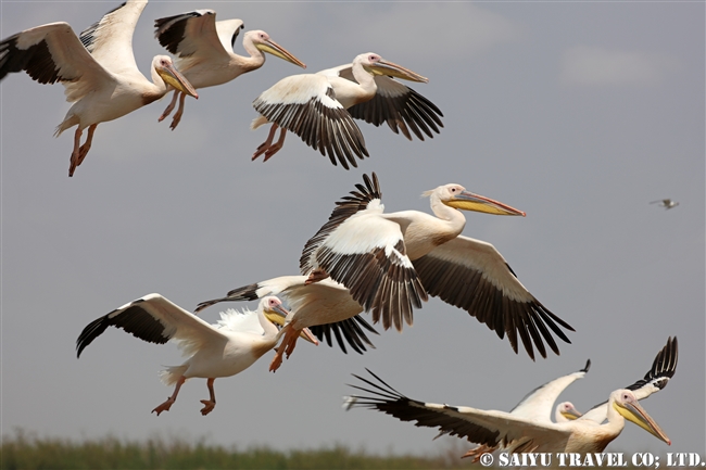 モモイロペリカン Great White Pelican ズワイ湖　エチオピア (6)