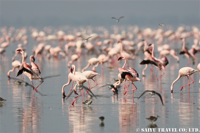 Lesser Flamingo コフラミンゴ　Greater Flamingo オオフラミンゴ　アビアッタ・シャラ湖国立公園エチオピア (18)