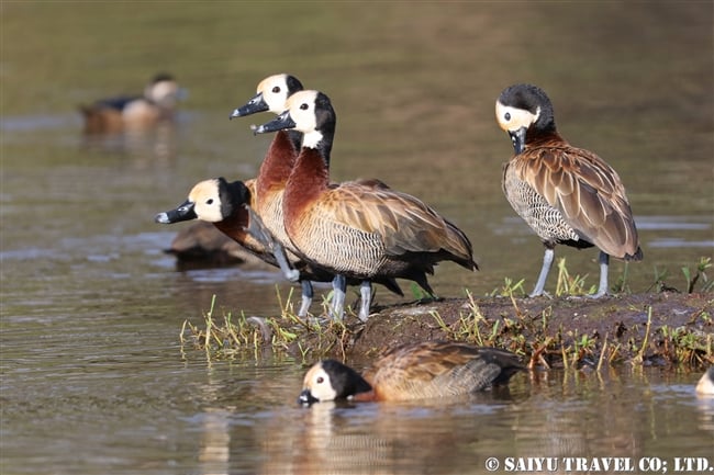 アワッサ湖（エチオピア）バードウォッチング (7)シロガオリュウキュウガモ White-faced Whisling Duck