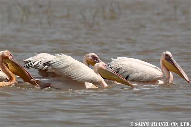 モモイロペリカン Great White Pelican ズワイ湖　エチオピア (3)
