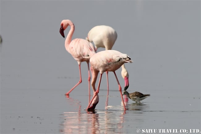 Lesser Flamingo コフラミンゴ　Greater Flamingo オオフラミンゴ　アビアッタ・シャラ湖国立公園エチオピア (12)