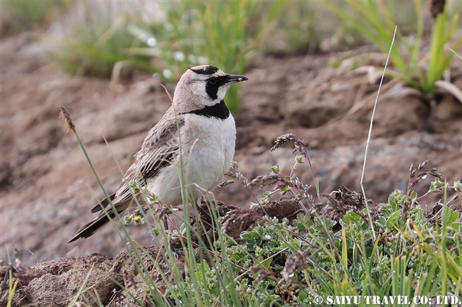 Horned Lark　ハマヒバリ　デオサイ高原 (8)