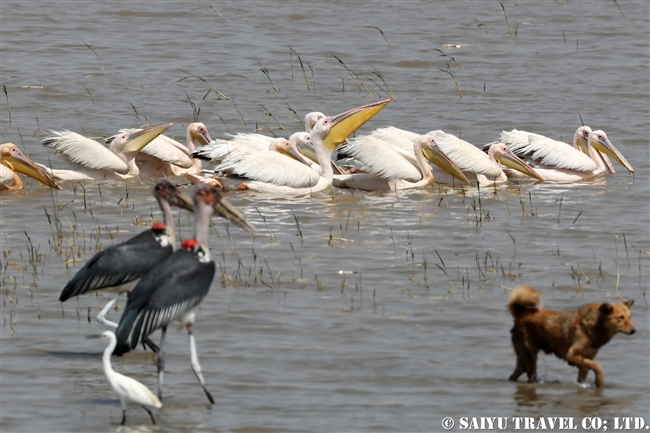 モモイロペリカン Great White Pelican ズワイ湖　エチオピア (2)