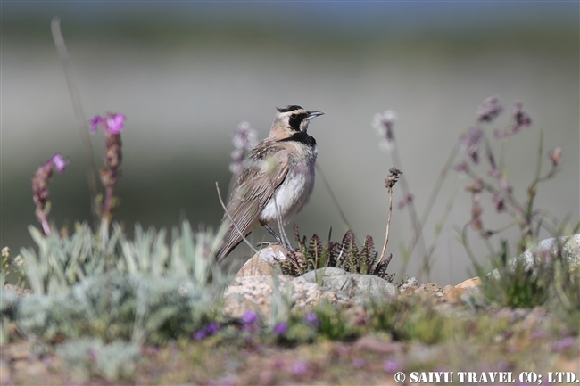 Horned Lark　ハマヒバリ　デオサイ高原 (11)