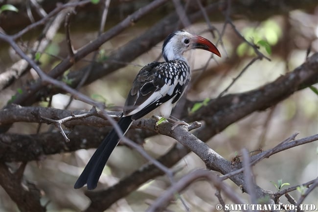 ソフオマール洞窟（エチオピア） (20)　アカハシコサイチョウ Northern Re-billed Hornbill