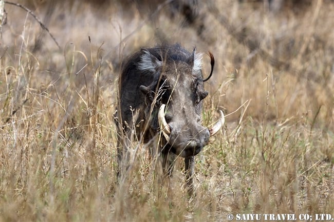 イボイノシシ Warthog アビアッタ・シャラ湖国立公園エチオピア (1)